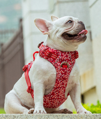 Pet Dog Leash and Vest Chest Harness Set