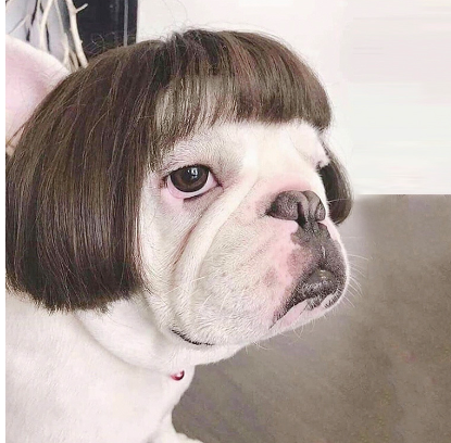 Pet Costume Wig
